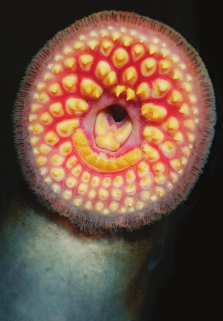 Aquatic invasive species photo cards photo: Dave Brenner Sea Lamprey Sea lampreys come from an ancient family of jawless fishes that look like eels.