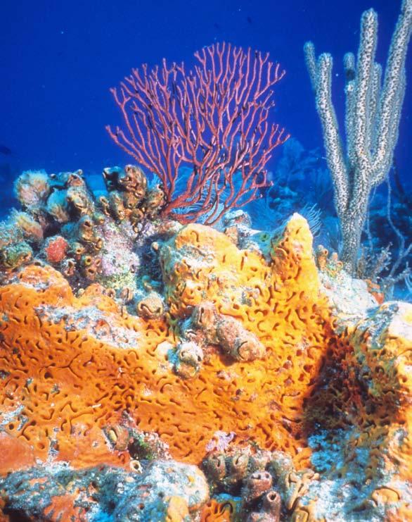 Coral Reefs A Reading A Z Level U