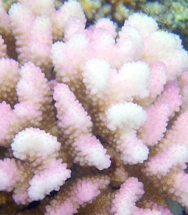 Another condition, known as bleaching, occurs when something usually bacteria attacks algae, the coral s main source of nutrients. Normally, algae live in the tissues of the coral.