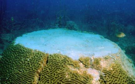 Humans are responsible for most of the destruction of coral reefs. Fishing methods that use poisons and explosives have destroyed over half the reefs in the Philippines.