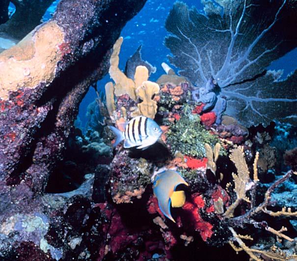 ................................... 24 Many kinds of coral, fish, and sea creatures live in a reef.