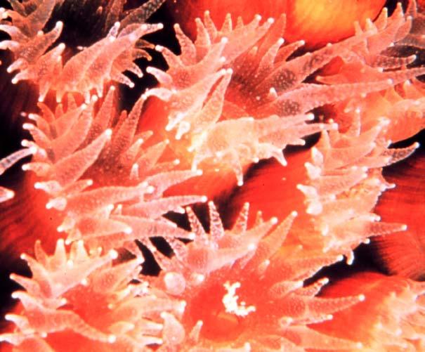 What Is Coral? The many corals that form the reefs may appear at first glance to be oddly shaped rocks. or spiny plants. Corals are actually groups of tiny animals called polyps (pah-lips).