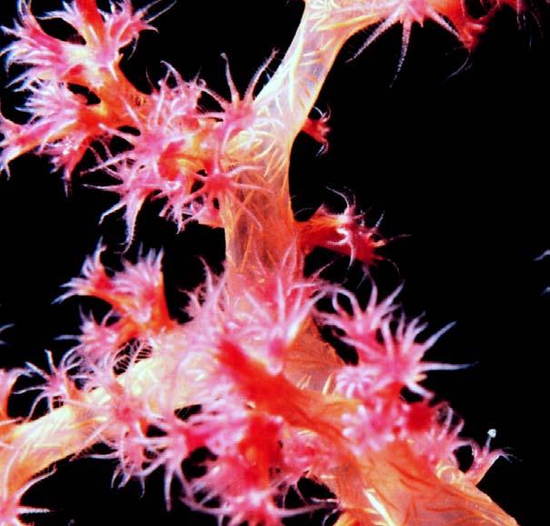 Each polyp has a sac-like body and a mouth that is surrounded by tiny tentacles. Polyps are eating machines.