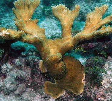 Soft corals grow flexible, woody cores. instead of the hard skeletons that stony corals have. Soft corals are able to bend with the tides.