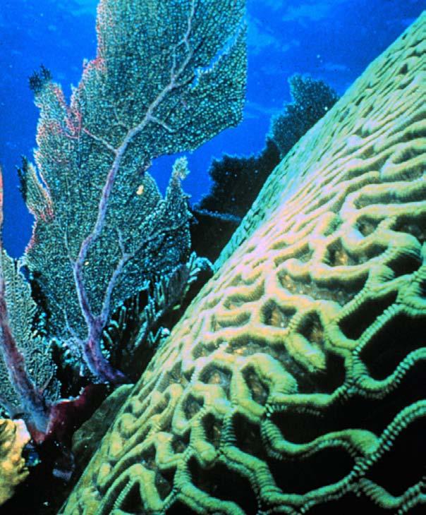 Corals are often named after what they resemble. Stony corals include brain corals, which look like brains, and elkhorn corals, which look like the broad horns of an elk.