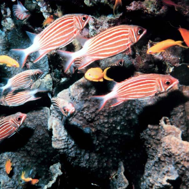 Schools of brightly colored fish are common on reefs. A Busy Underwater Community Most people think of brightly colored fish when they think about coral reefs and with good reason.