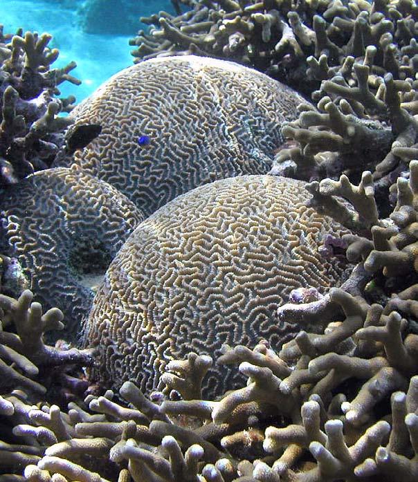 As corals are very slow growing, a reef takes. a long time to expand its size or to recover from damage. Stony corals, such as brain corals, grow the slowest. They add only 5 to 25 millimeters (0.