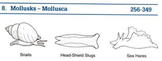 Mollusks: Snails, Bivalves, Squid, and Octopuses Snails/Gastropods Identified by shell shape, sculpturing, color pattern, etc.
