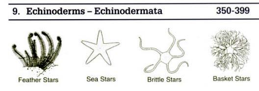 Echinoderms: Sea stars, Urchins, and Cucumbers Sea stars Central disc with typically five triangular arms Incredible regenerative abilities Brittle stars Long, thin arms