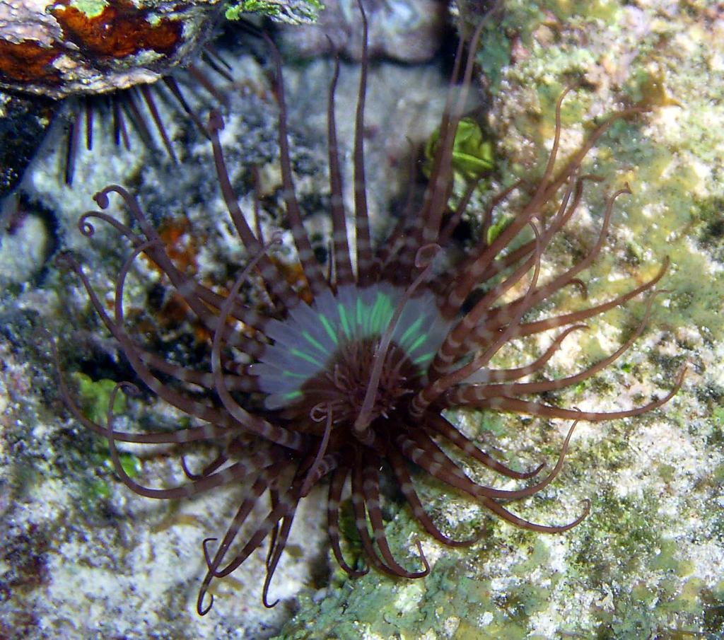 Quiz Banded tube-dwelling anemone* Visual ID: Translucent brown-and-white banded outer tentacles, whitish oral disc and central tentacles.