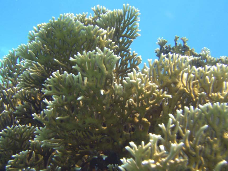 Fire Coral Hydrocorals Actually member of hydroid family Two types