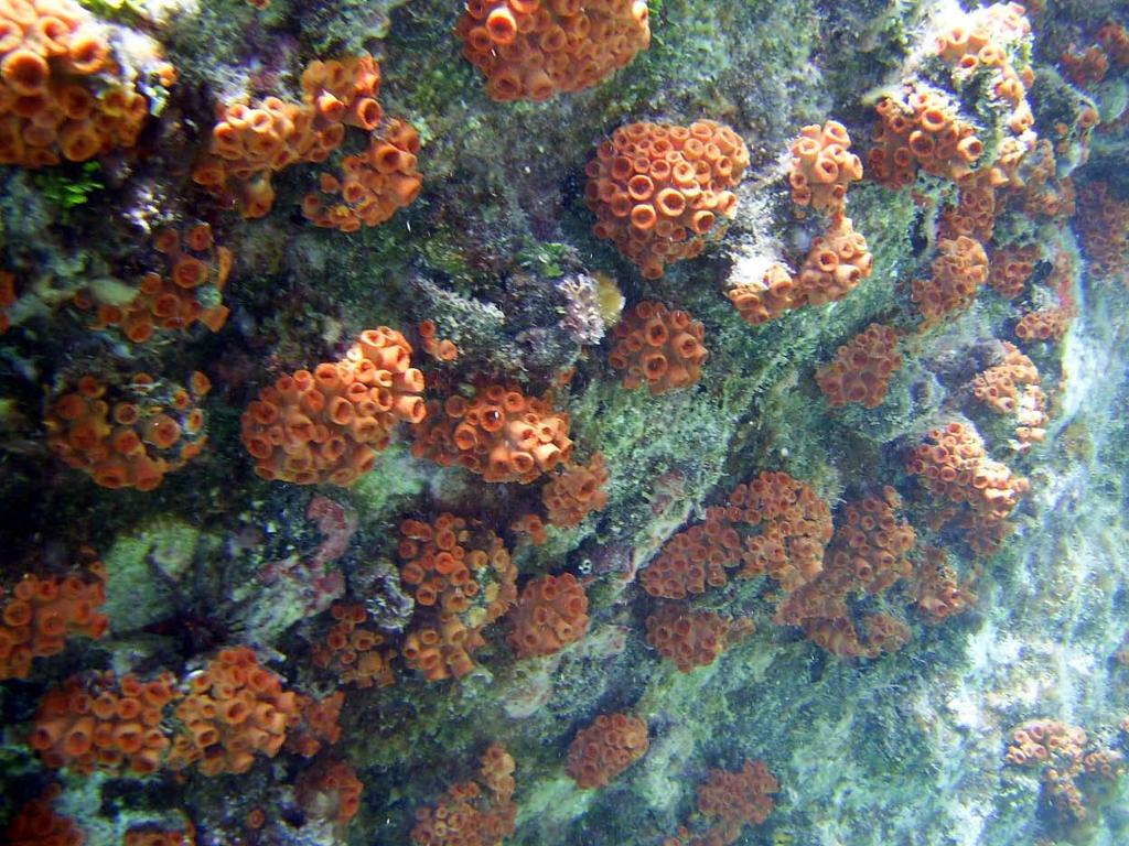 Stony Corals Cup