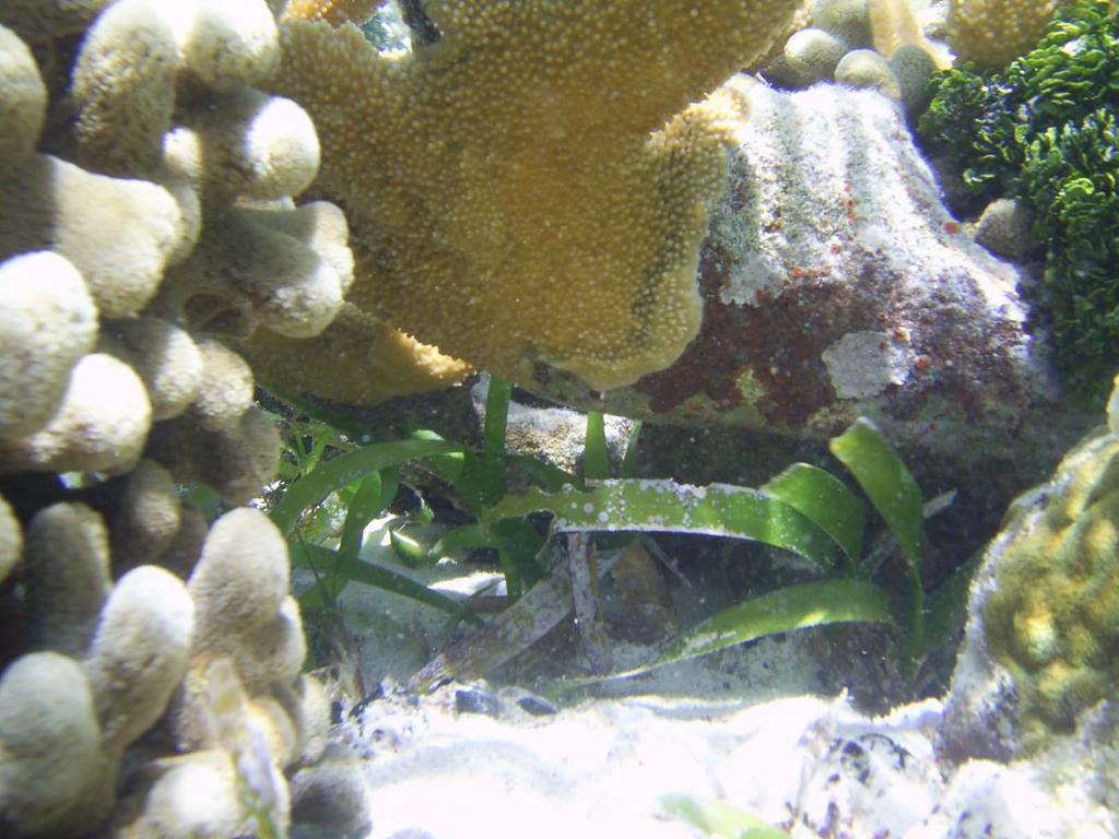 Quiz Clubtip finger coral, elkhorn