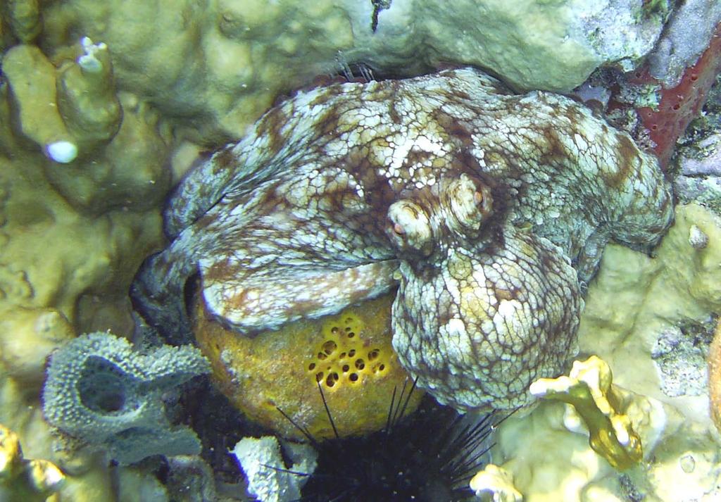 Quiz Common octopus, orange ball sponge, some