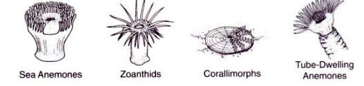 Cnidarians: Hydroids, Anemones, Zoanthids, and Corallimorphs Hydroids Usually colonial; branched skeleton resembling feathers or ferns Arrangement of stalk, branches, and polyps key to identification