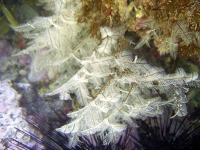 hydroid Warty