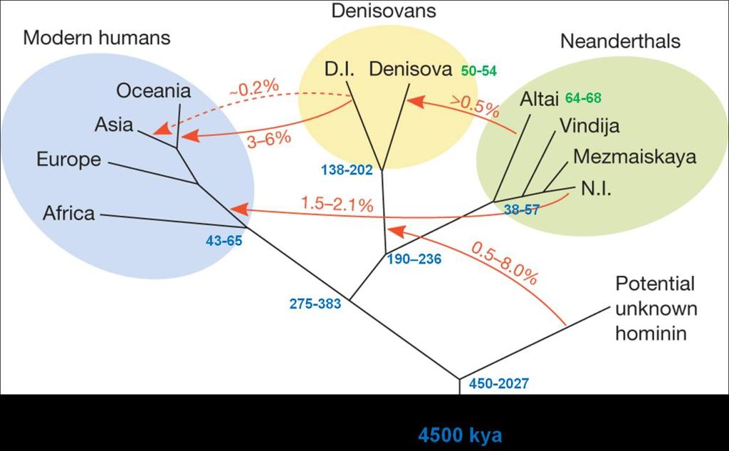recent sapiens DNA 20 Prüfer, K., et al., Pääbo, S. 2014.