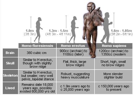 Homo floresiensis (the Hobbit ) 21 Brown et al.