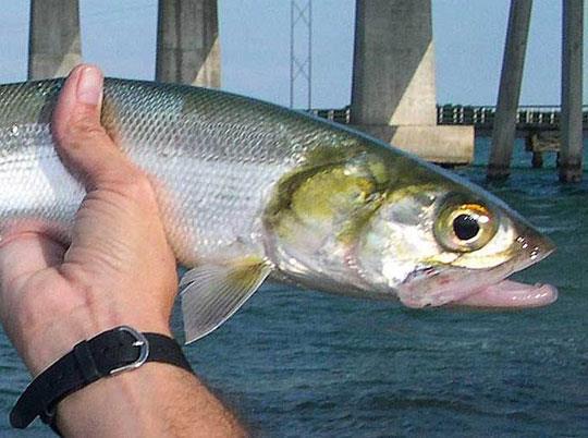 You can catch them just about anywhere in and around Tampa Bay and Indian Lagoon on the east coast.