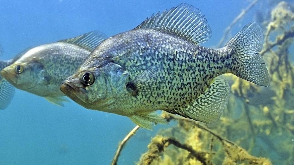 Black crappie often move in schools, providing the exciting opportunity