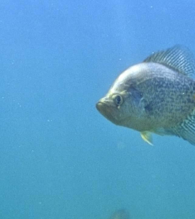 CAliCO bass Identified scientifically as Pomoxis nigromaculatus, this non-native fish has been gaining popularity among New Hampshire anglers for the last decade.