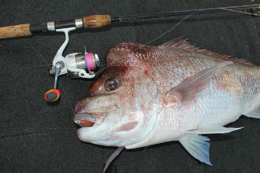 In the last decade finesse fishing with soft plastics has shone in the spotlight, particularly for bream.