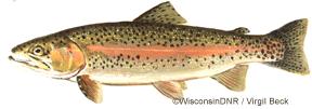 Brown trout Rainbow
