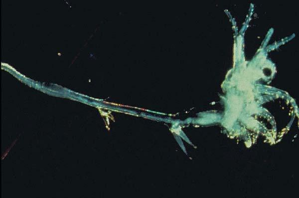 Spiny Waterflea Predaceous zooplankton Causes declines in native zooplankton May impact