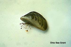 Zebra Mussel Max. size ~ 2 Introduced via ballast water from Europe First found in Lake St.