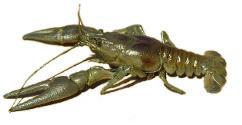 Rusty Crayfish Native to southern U.S.