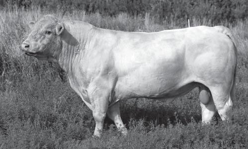 m. Sale Location & Telephone: Mitchell Livestock Auction 605-996-6544 Sale Sponsor: South Dakota Charolais Breeders Assoc.