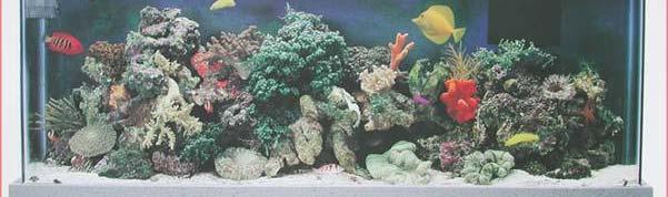 Live coral represents a resource that is under utilized in terms of sustainability.