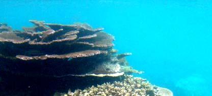 c) High diversity of reefs and