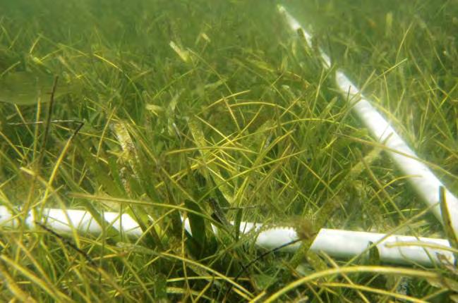 Example of high density seagrass