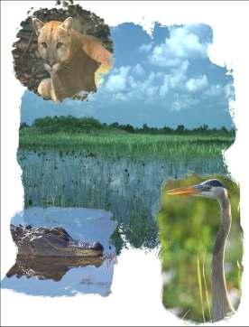 Rescuing an Endangered Ecosystem: The Plan to Restore America s Everglades On December 11, 2000, the President signed the Water Resources Development Act (WRDA) of 2000, approving: Comprehensive