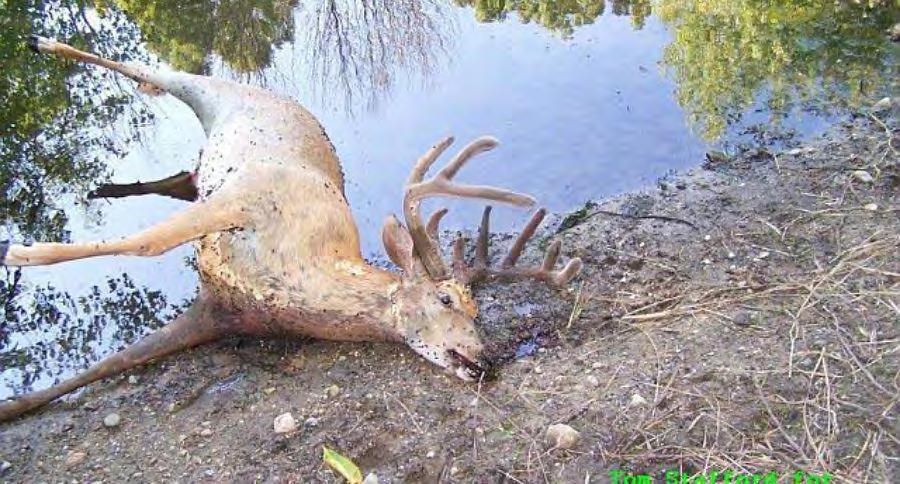 Increased chance of Disease EHD (Epizootic Hemorragic Disease) -spread through biting midge; causes abnormal behavior and physical traits; most often fatal CWD (Chronic Wasting Disease) -spread deer