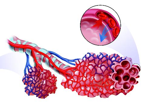 Gas Exchange Because the walls of both the alveoli and the capillaries are very thin, certain materials can pass through them easily.