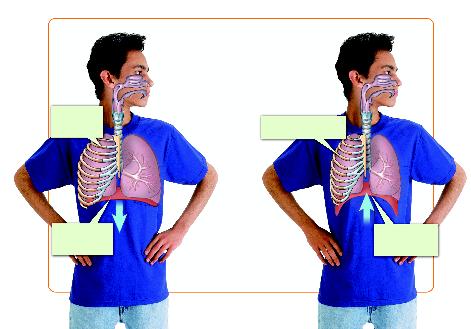 The Process of Breathing When you breathe, the actions of your rib muscles and diaphragm expand or contract your chest. As a result, air flows in or out.