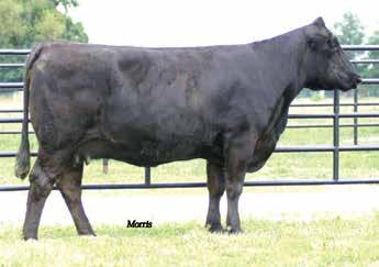 SBLX Zity Nights was recent highlight of the Milam dispersal, she is a direct daughter of MAGS Manuela, the leading Sugar Bush donor. She posted a tremendous set of scan numbers with a 14.