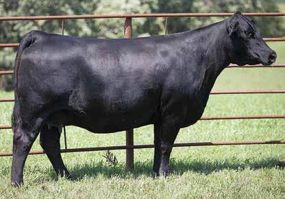 Donor/Flush MAGS AVIATOR Son of Lot 1 LOT 1 WULFS XCLUSIVE 245X Full sib to Lot 2 WULFS DEFEND K0D Son of Lot 2 LOT 2 1 MAGS XTRA REST LIM-FLEX % HOMO BLACK (P1) HOMO POLLED (T) COW 2/5/ MAGS X