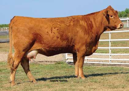 30 OFFERED BY: LINHART LIMOUSIN Selling one-half embryo interest, no possession; or the option to double and take 0% interest and possession.
