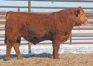 1 OFFERED BY: WULF CATTLE Selling the right to flush to the bull of buyer s choice, guaranteed 5 embryos, maximum of. Buyer pays expenses.