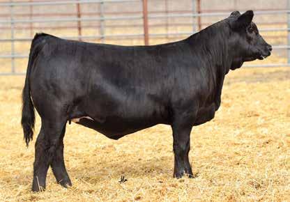 OFFERED BY: LINHART LIMOUSIN Due /1/1 to TASF Believe 54B. This well-designed, double homozygous (pending), big-numbered PUREBRED is a truly unique buying opportunity.