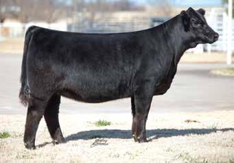 Four of the topselling bulls in Coleman s 1 sale were Architect sons. This mating of Architect x Belle has been drafted with greatness in mind. 2.5 4 14 24 1.2 14 -.02 5.3 -.
