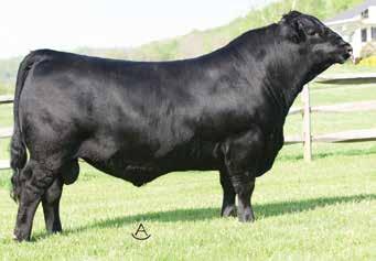This designer mating offers you the opportunity to invest in some of the breed s freshest homozygous polled genetics. The featured sire is none other than the heavymuscled, $0,000, purebred A.I.