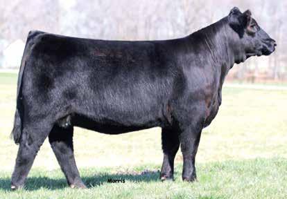 Embryos AUTO POPPY 421Z Dam of Lots & 21 TMCK CASH FLOW 24C / Sire of Lot EXAR DENVER 02B / Sire of Lots & 21 SILVEIRAS MISSION NEXUS / Sire of Lot ONE SEXED HEIFER EMBRYO PUREBRED DBL BLACK WULFS