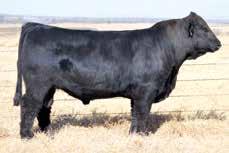 This stout-made Advantage son is a paternal brother to the reserve grand champion pen of 3 Lim-Flex bulls at the 2017 National Western Stock Show for Lawrence Family 8 2.3 78 115 27 4 0.7 12 -.07 36.
