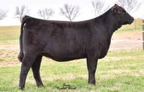 We will not release semen on the open market until spring of 2019 Dividend is a maternal sib to the 2015 and 2016 highselling females in the National Sale and a maternal sib to the NWSS Reserve Grand