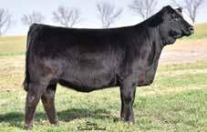 640 Elsie is a maternal sib to the 2015 and 2016 high-selling females in the National Sale in Denver as well as the Reserve Grand Champion Pen of Lim-Flex bulls in 2017 at the National Western Stock