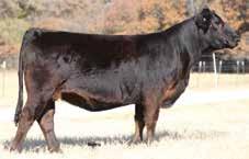 555 CONSIGNED BY: CJO RANCH, AUBREY, TX AI d 5/17/17 to MAGS Zamindar. This double homozygous daughter of LH War Hero and a top-producing MCBN Target daughter sports an impressive EPD profile.